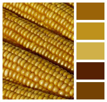 Corn On The Cob Corn Kernels Corn Image